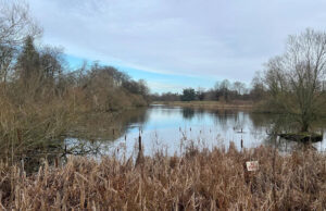Beauty Spot Trees Cut Cutting down of beauty spot trees set for approval