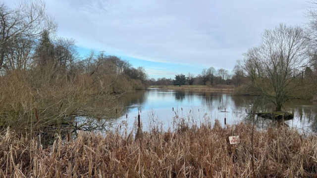 Cutting down of beauty spot trees set for approval